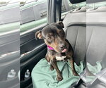 Small #1 American Staffordshire Terrier Mix