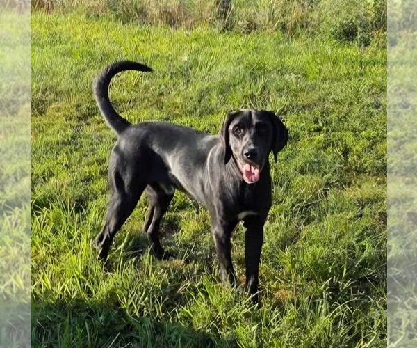 Medium Photo #1 Labrador Retriever-Unknown Mix Puppy For Sale in Monterey, VA, USA