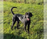 Blackjack - Male Labrador Retriever-Unknown Mix Dog for Adoption - Small photo