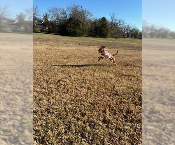 Medium Photo #4 Chiweenie Puppy For Sale in McKinney, TX, USA