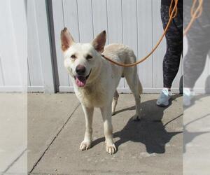 German Shepherd Dog Dogs for adoption in Louisville, KY, USA