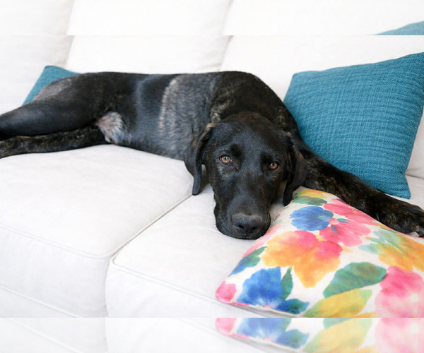 Medium Photo #6 Labrador Retriever-Unknown Mix Puppy For Sale in Clovis, CA, USA