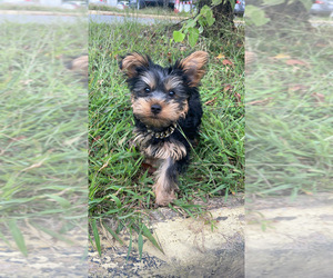 Yorkshire Terrier Puppy for sale in FREDERICKSBURG, VA, USA