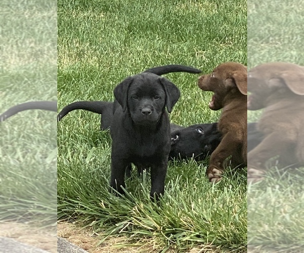 View Ad Labrador Retriever Litter of Puppies for Sale near Washington, WINLOCK, USA. ADN258722