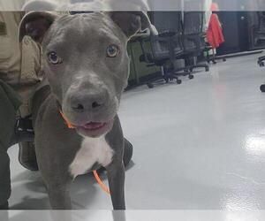 Staffordshire Bull Terrier Dogs for adoption in Temple, TX, USA