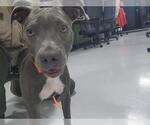 Small Staffordshire Bull Terrier