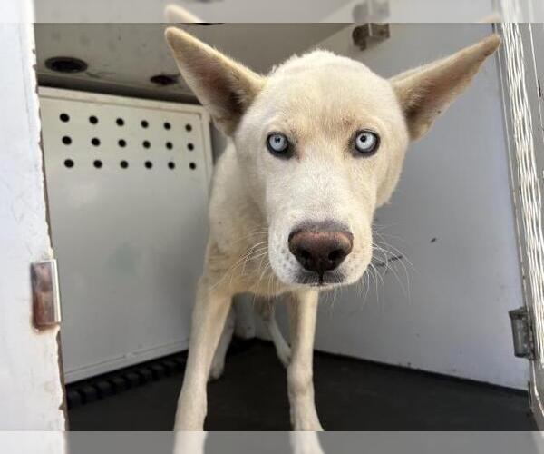 Medium Photo #1 Siberian Husky Puppy For Sale in Riverside, CA, USA