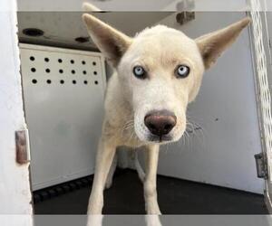 Siberian Husky Dogs for adoption in Riverside, CA, USA