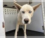 PANDA - Male Siberian Husky Dog for Adoption - Small photo