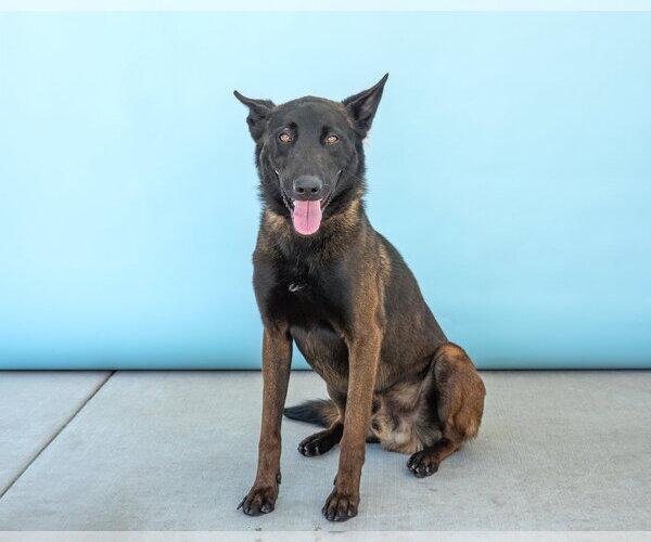 Medium Photo #4 Mutt Puppy For Sale in Pasadena, CA, USA