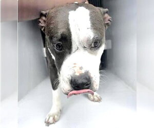 Mutt Dogs for adoption in Houston, TX, USA