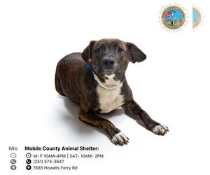 American Bulldog-Unknown Mix Dogs for adoption in Mobile, AL, USA