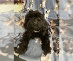 Small #1 Pug-Shih Tzu Mix