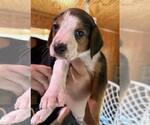 Small #9 Mutt