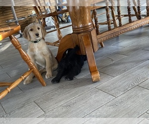 Labradoodle Puppy for sale in BLACK FOREST, CO, USA