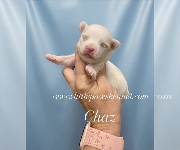 Medium Photo #1 Maltese Puppy For Sale in WINNSBORO, LA, USA