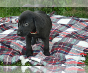 Medium Labrador Retriever
