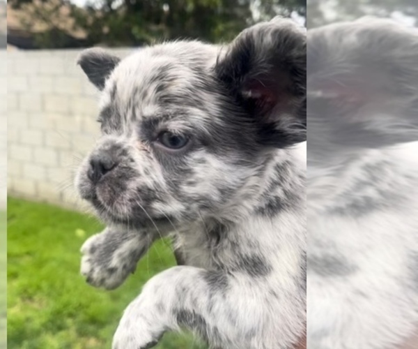 Medium Photo #1 French Bulldog Puppy For Sale in CHARLOTTE, NC, USA