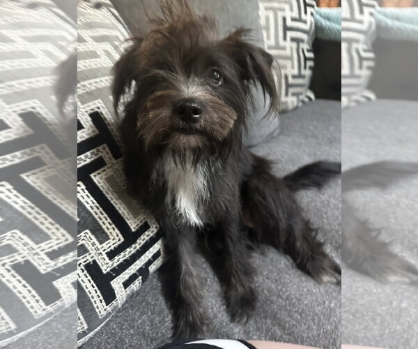 Medium Photo #1 Mutt Puppy For Sale in Rosenberg, TX, USA