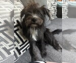 Small Mutt