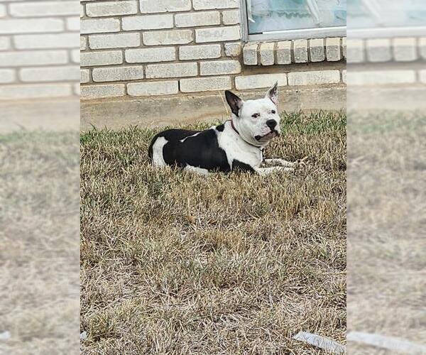 Medium Photo #1 Bulldog-Unknown Mix Puppy For Sale in San Antonio, TX, USA
