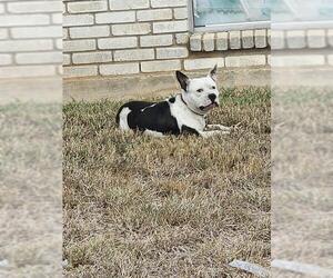 Bulldog-Unknown Mix Dogs for adoption in San Antonio, TX, USA