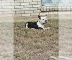 Small Bulldog Mix