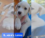 Small #3 Labrador Retriever Mix