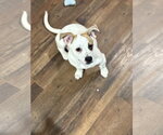 Small #3 American Pit Bull Terrier-Pekingese Mix
