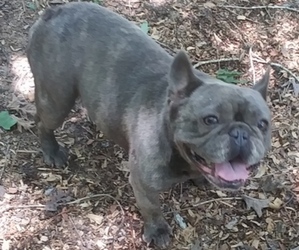 French Bulldog Puppy for Sale in NEW WAVERLY, Texas USA