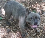 Image preview for Ad Listing. Nickname: french bulldog