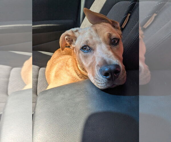 Medium Photo #1 German Shepherd Dog-Unknown Mix Puppy For Sale in Muskegon, MI, USA