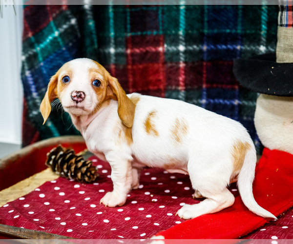 Medium Photo #8 Dachshund Puppy For Sale in WAKARUSA, IN, USA