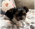 Small Photo #18 Biewer Terrier Puppy For Sale in CANBY, OR, USA