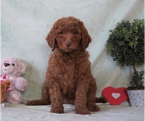 Medium Goldendoodle