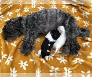 Mother of the Maltipoo puppies born on 10/16/2023