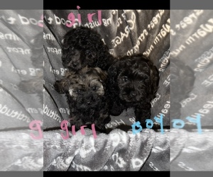 Cockapoo Puppy for sale in LIBERAL, OR, USA