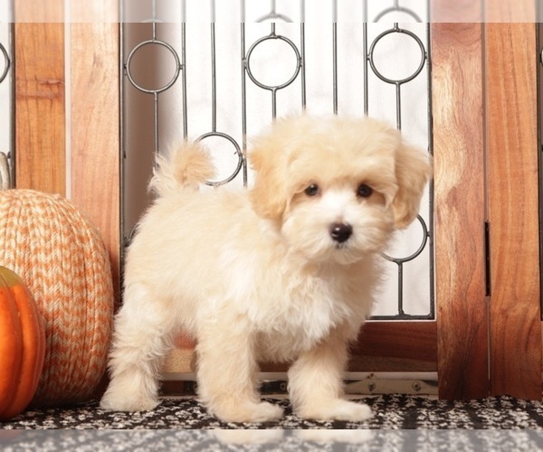 Medium Photo #4 Maltipoo (Miniature) Puppy For Sale in NAPLES, FL, USA