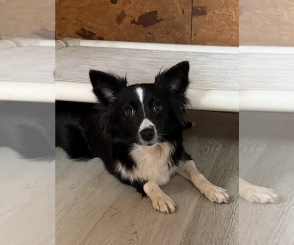 Medium Photo #1 Australian Shepherd Puppy For Sale in Bolivar, MO, USA