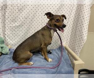 Chihuahua Dogs for adoption in Modesto, CA, USA