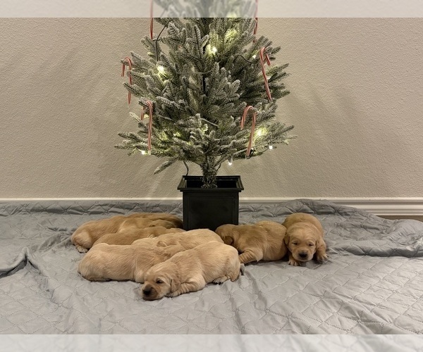 Medium Photo #8 Golden Retriever Puppy For Sale in CADDO MILLS, TX, USA