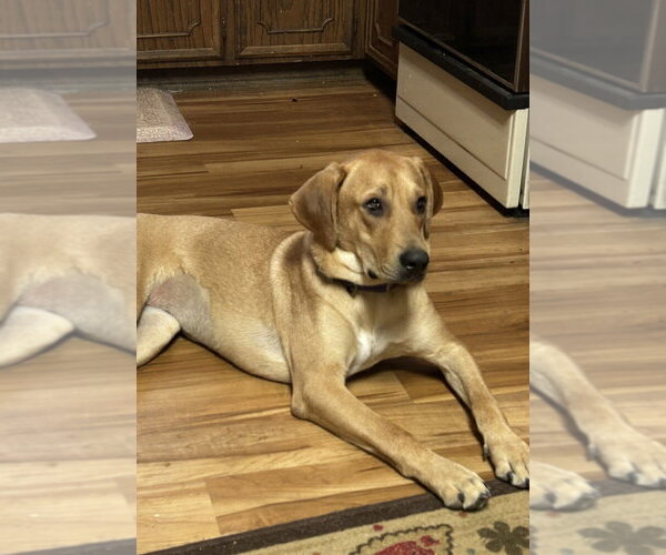 Medium Photo #1 Mutt Puppy For Sale in Boston, MA, USA