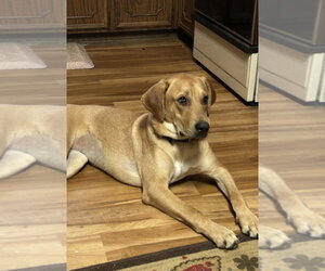 Mutt Dogs for adoption in Boston, MA, USA