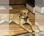 Onna - Female Mutt Dog for Adoption - Small photo