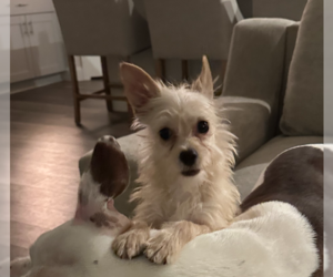 Mutt Dogs for adoption in Cranston, RI, USA