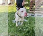 Small American Pit Bull Terrier