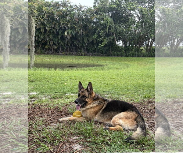 Medium Photo #2 German Shepherd Dog Puppy For Sale in Plantation, FL, USA