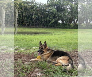 Koda 3180 - Male German Shepherd Dog Dog for Adoption - Photo #2