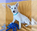 Small #1 Labrador Retriever Mix