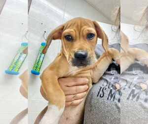 Catahoula Leopard Dog-Labrador Retriever Mix Dogs for adoption in GILBERTS, IL, USA